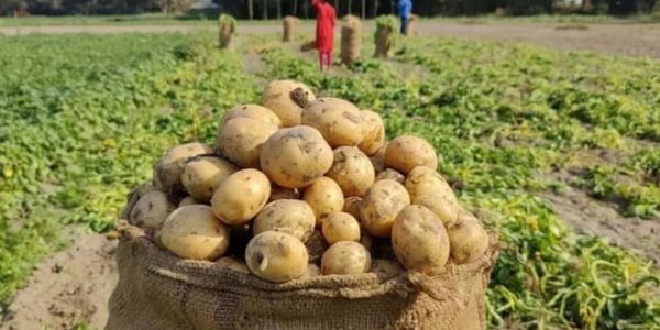 লালমনিরহাটে রেকর্ড সংখ্যক আগাম জাতের আলু চাষ
